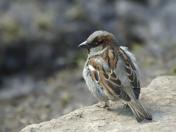Varpunen, House Sparrow, Passer domesticus